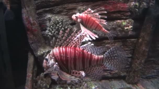 Dwa Lionfish powoli pływanie — Wideo stockowe