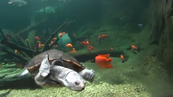 Tortuga de cuello largo nadando 1 — Vídeo de stock