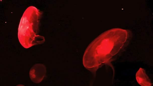 Medusas de luna 2 — Vídeo de stock