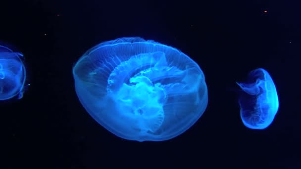 Moon Jellyfish 1 — Stock Video