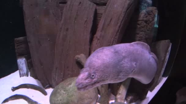 Moray Eel 3 — Stock Video