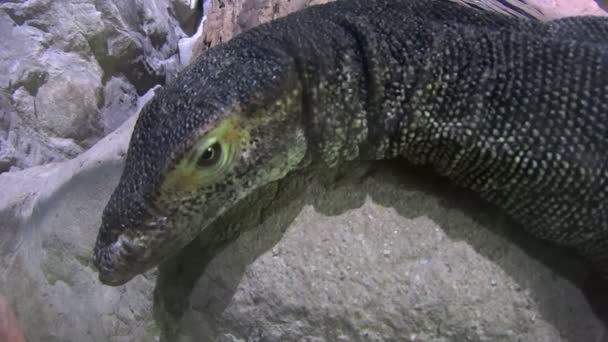 Water Monitor 2 — Stock Video