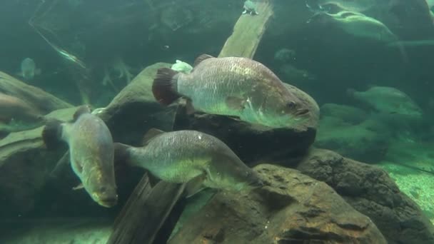 Рыбная школа Баррамунди — стоковое видео