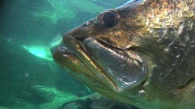 Barramundi balık Yüzme