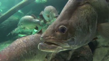 Barramundi balık Yüzme