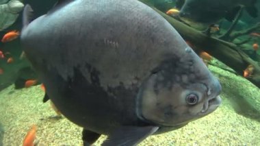 Pacu balığı 4