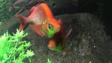 kırmızı somon gökkuşağı balık