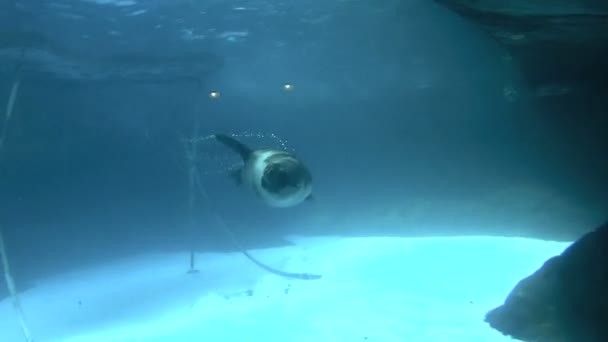 Seal Swims By Camera — Stock Video