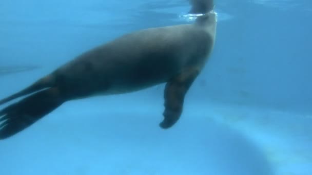 Seal nage par caméra — Video