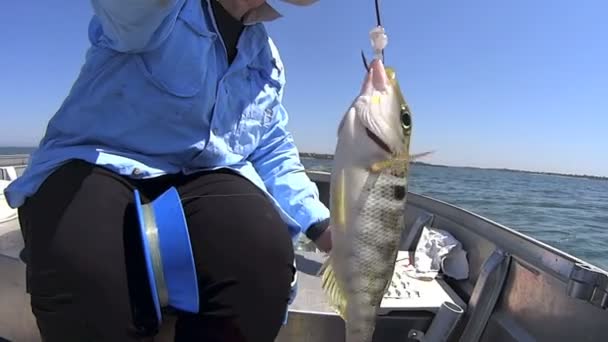 Риба приземлилася в човні — стокове відео