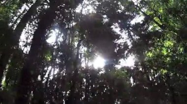 Yağmur ormanları gölgelik parlama ile