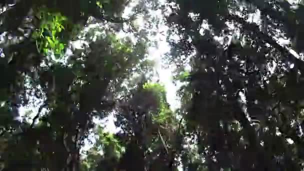 雨林冠层 3 — 图库视频影像