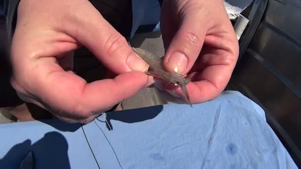 Camarão no gancho de peixe — Vídeo de Stock