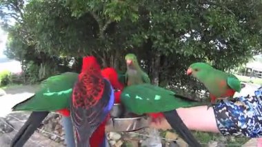 El papağan çanak ile besleme