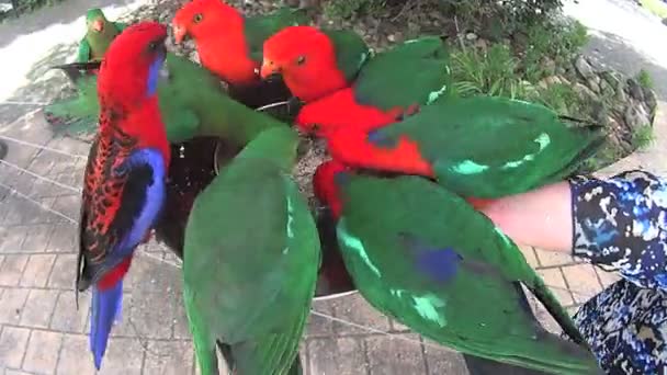 Handfütterung von Papageien mit Schüssel — Stockvideo