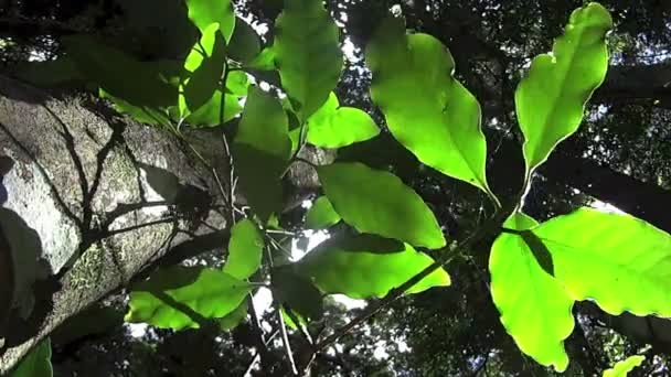 Lumière à travers la plante dans la forêt — Video