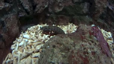 Tavus kuşu Mantis karides taşıma hakkında
