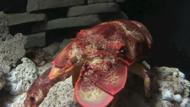 Slipper Lobster Moving To Camera — Stock Video