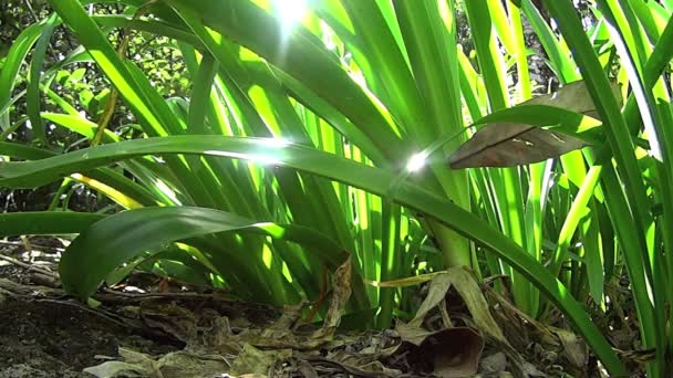 熱帯雨林の植物、野生で成長 — ストック動画