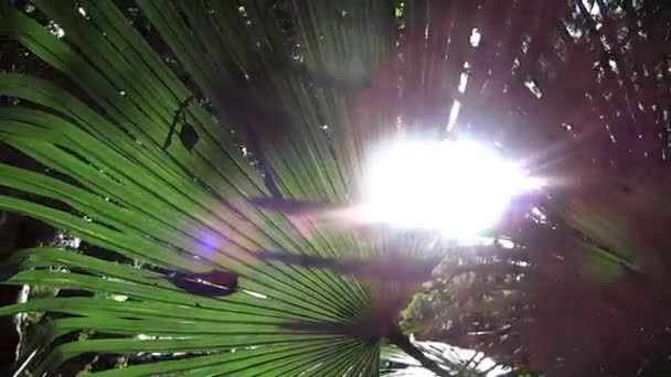 Planta de selva tropical creciendo en la naturaleza — Vídeo de stock