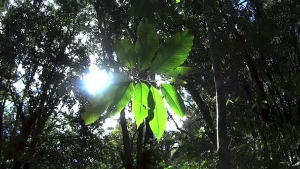 Planta de selva tropical creciendo en la naturaleza — Vídeo de stock