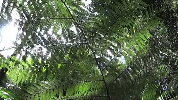 Planta da floresta tropical crescendo na natureza — Vídeo de Stock