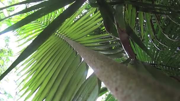 Pianta della foresta pluviale che cresce in natura — Video Stock