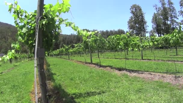 Adega Uvas crescendo em fileiras — Vídeo de Stock