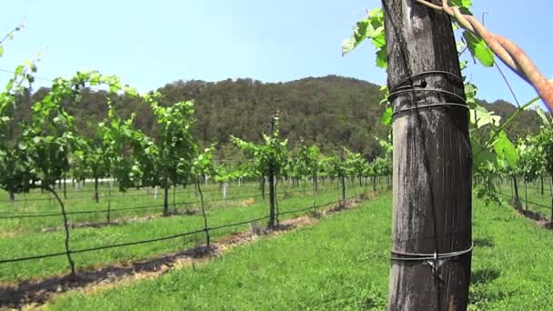 Winery Grapes Growing In Rows — Stock Video