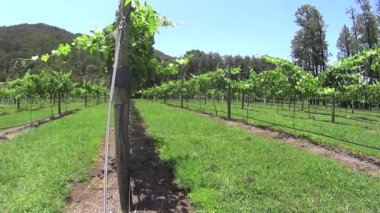 Satırları artan şaraphane üzüm