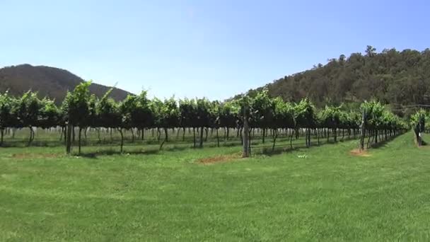 Bodega de uvas que crecen en filas — Vídeo de stock