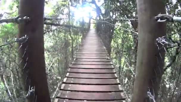 Ponte de suspensão na floresta tropical — Vídeo de Stock