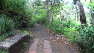 Orman yolu yürüyüş