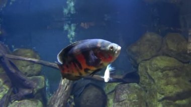 Tek papağan çanak besleme