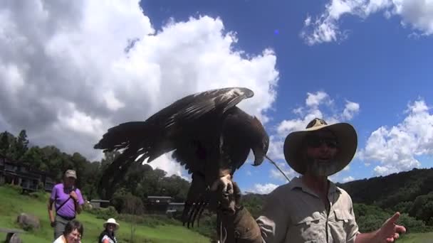 Vogelführer mit Adler — Stockvideo