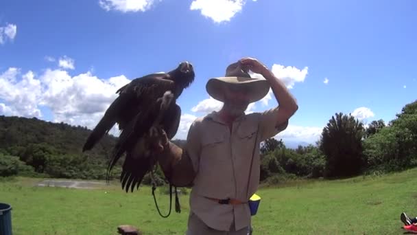 Manipulador de aves con águila — Vídeo de stock