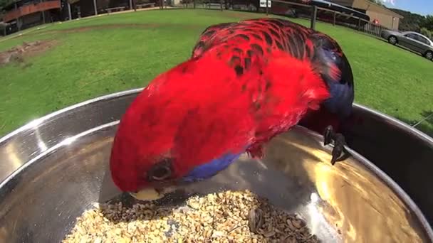 Één Parrot voeden op schotel — Stockvideo