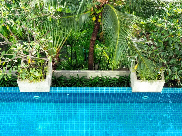 Albero Verde Palma Tropicale Sul Bordo Della Piscina Blu Piscina — Foto Stock