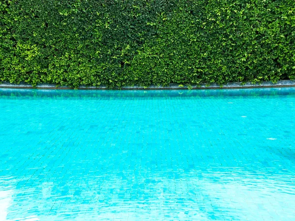 Green bush fence on clean water on swimming pool background.