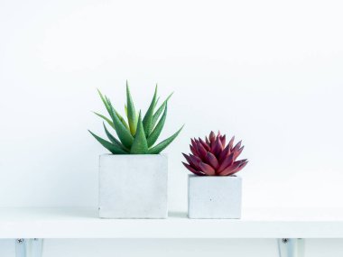Modern geometrik beton bitkilerindeki yeşil ve kırmızı sulu bitkiler beyaz ahşap raflarda izole edilmiş beyaz duvar zemininde fotokopi alanı ile. Beton kaplar, küp şeklinde..