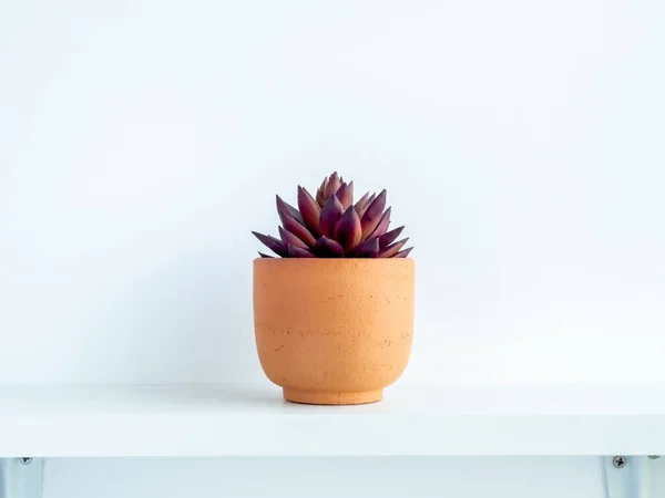 Planta Suculenta Roja Maceta Terracota Moderna Pequeña Sobre Estante Madera — Foto de Stock