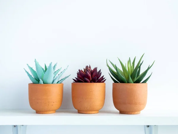 Green and red succulent plants in small modern terracotta pots on white wood shelf isolated on white wall background with copy space.