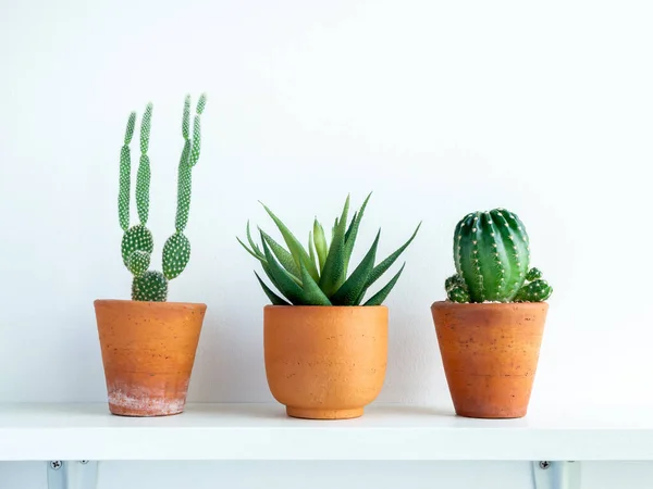 Green cactus and succulent plants in small modern terracotta pots on white wood shelf isolated on white wall background.