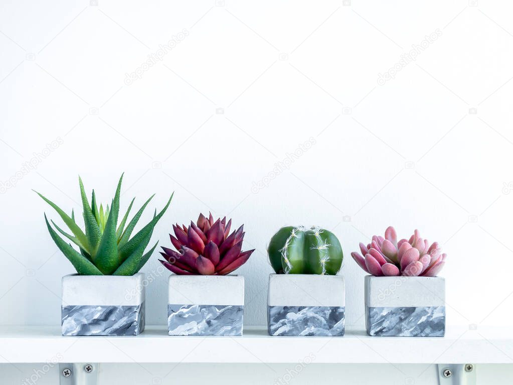 Green, red and pink succulent plants and green cactus in modern painted geometric concrete planters on white wood shelf isolated on white background with copy space. Cement pots, cubic shape.