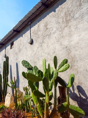 Kaktüs bahçe dekorasyonu, dikey stil. Güneşli bir günde beton binanın yanındaki yeşil kaktüs. Kaktüs bitkisi dışarıda yetişir..