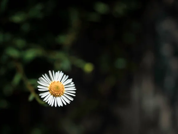 Närbild Liten Vit Tusensköna Blomma Mörkgröna Blad Bakgrund Med Kopia — Stockfoto