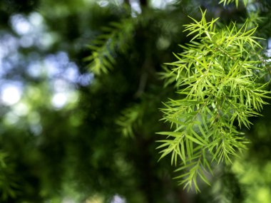 Bulanık doğal ağaç bokeh arkaplanındaki küçük yeşil yaprakları kapat. 