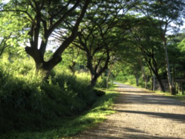 Büyük ağaçlar arasındaki kavisli yolun bulanık arkaplanı sabah taze güneş ışığı alıyor. Kırsal yolda güneşli, yeşil, bulanık yatay manzara..
