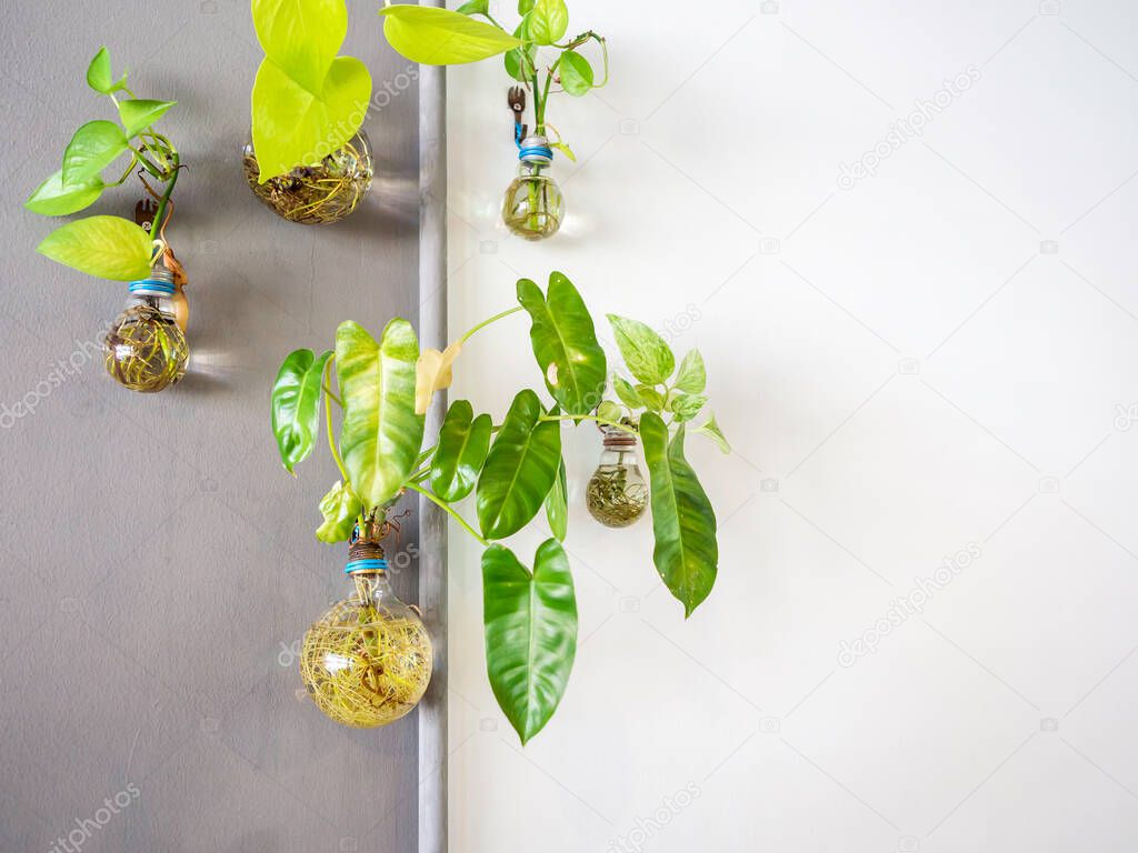 Green water plant grow in light bulb vase hanging decoration on white wall background with copy space.
