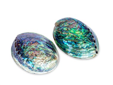 Beyaz arka planda deniz kabuğu izole. Parlak deniz kulağı kabuğunun güzel doğal şekli.